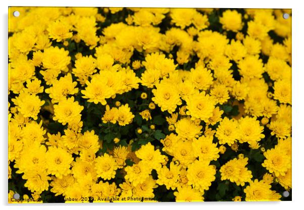 Chrysanthemum Poppins Yellow Jewel  1 Acrylic by Jenny Rainbow