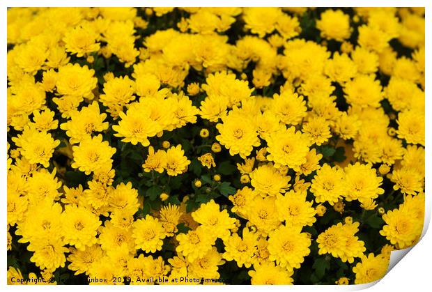 Chrysanthemum Poppins Yellow Jewel  1 Print by Jenny Rainbow
