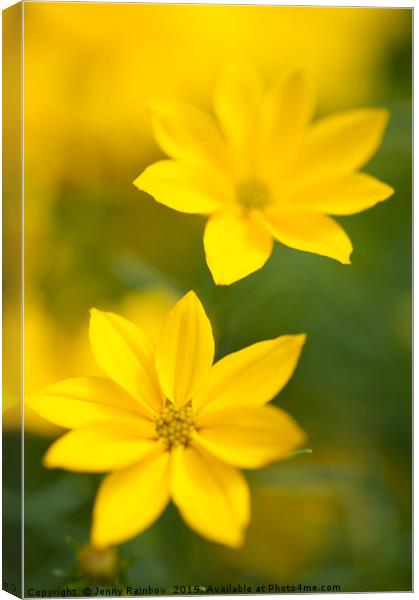 Golden yellow Coreopsis Canvas Print by Jenny Rainbow