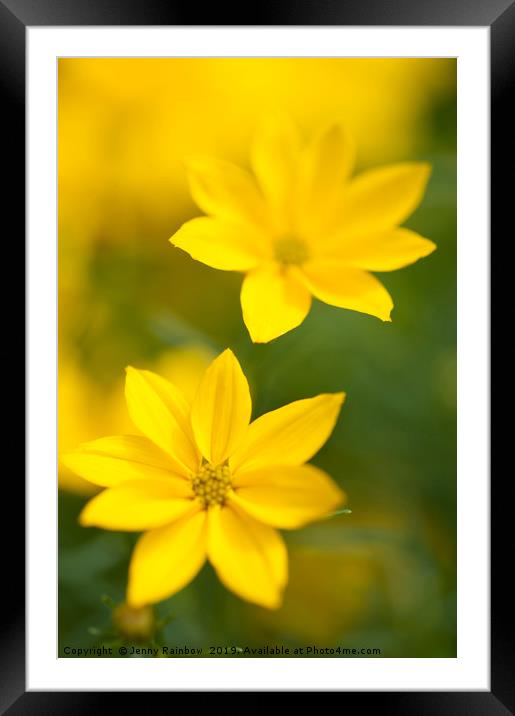 Golden yellow Coreopsis Framed Mounted Print by Jenny Rainbow