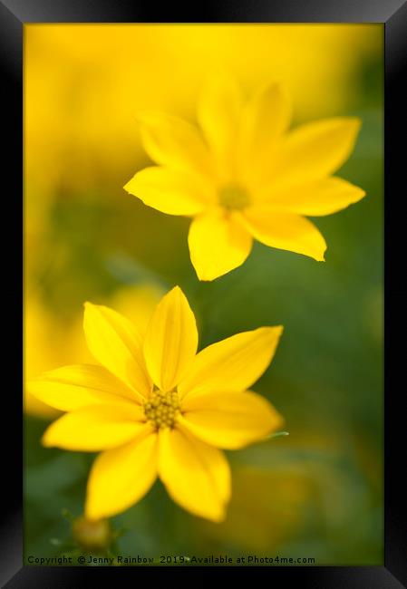 Golden yellow Coreopsis Framed Print by Jenny Rainbow