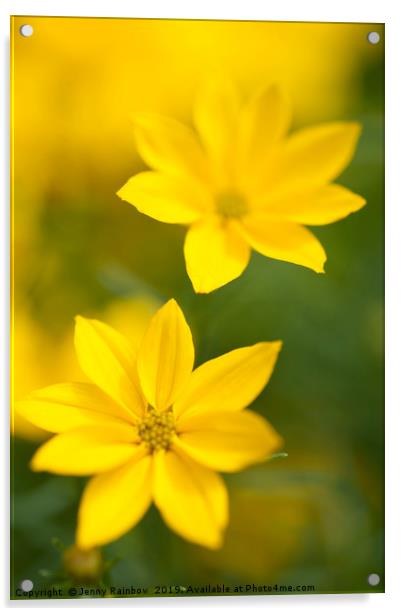 Golden yellow Coreopsis Acrylic by Jenny Rainbow