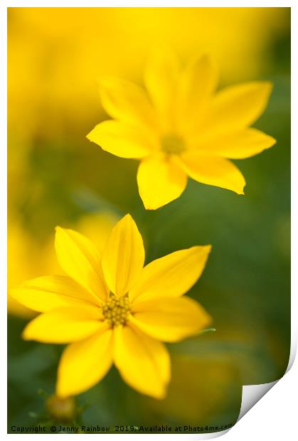 Golden yellow Coreopsis Print by Jenny Rainbow