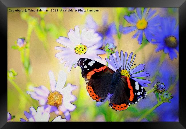Red Admiral Butterfly on Flowers Framed Print by Taina Sohlman