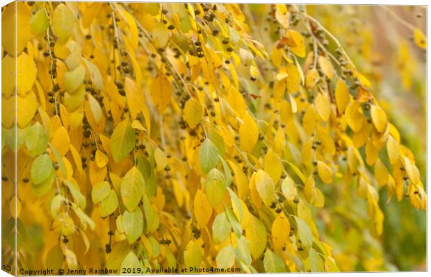 Yellow Foliage of Flueggea Suffruticosa Canvas Print by Jenny Rainbow