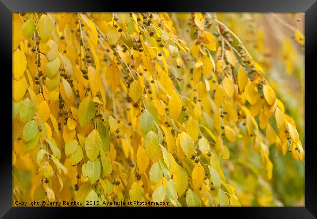 Yellow Foliage of Flueggea Suffruticosa Framed Print by Jenny Rainbow