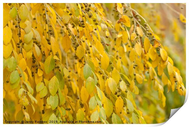 Yellow Foliage of Flueggea Suffruticosa Print by Jenny Rainbow