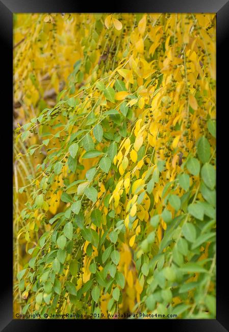 Yellow Green Foliage of Flueggea Suffruticosa Framed Print by Jenny Rainbow