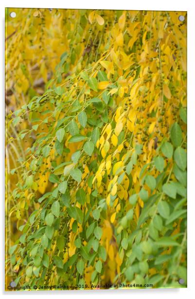 Yellow Green Foliage of Flueggea Suffruticosa Acrylic by Jenny Rainbow