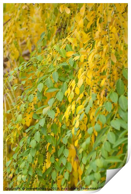 Yellow Green Foliage of Flueggea Suffruticosa Print by Jenny Rainbow