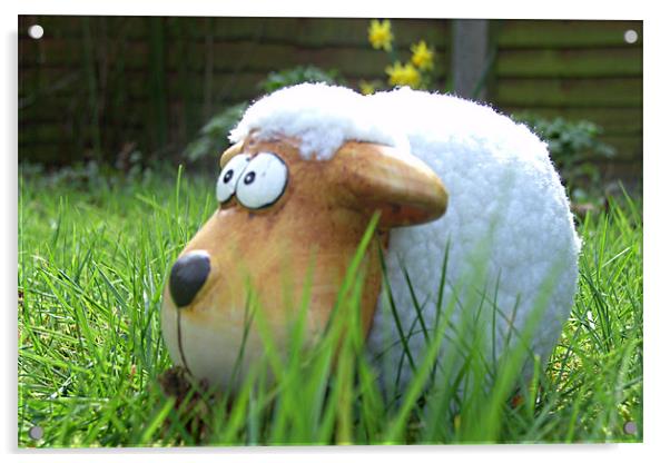 Grazing sheep Acrylic by Ashley Paddon