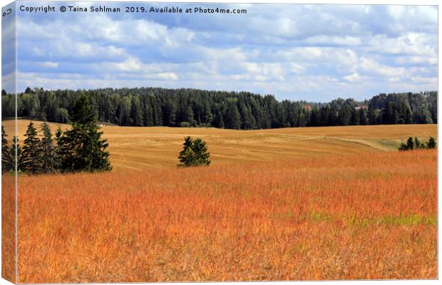 August Landscape with Orange Sorrel Meadow Canvas Print by Taina Sohlman