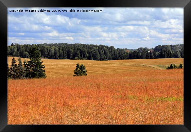 August Landscape with Orange Sorrel Meadow Framed Print by Taina Sohlman