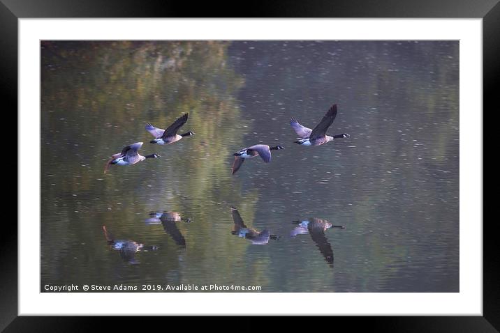 Flying home Framed Mounted Print by Steve Adams