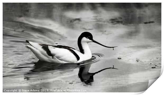 Avocet swimming Print by Steve Adams