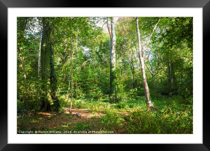 Trees And Sunlight, Colwick Woods, Nottingham Framed Mounted Print by Martyn Williams
