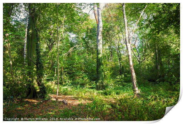 Trees And Sunlight, Colwick Woods, Nottingham Print by Martyn Williams