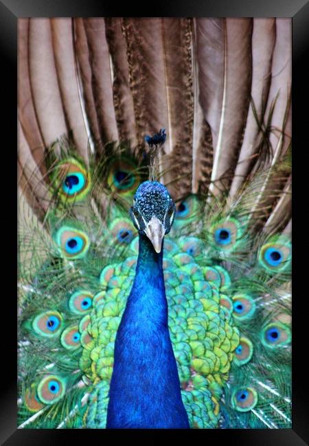 Peacock Display Framed Print by Susan Snow