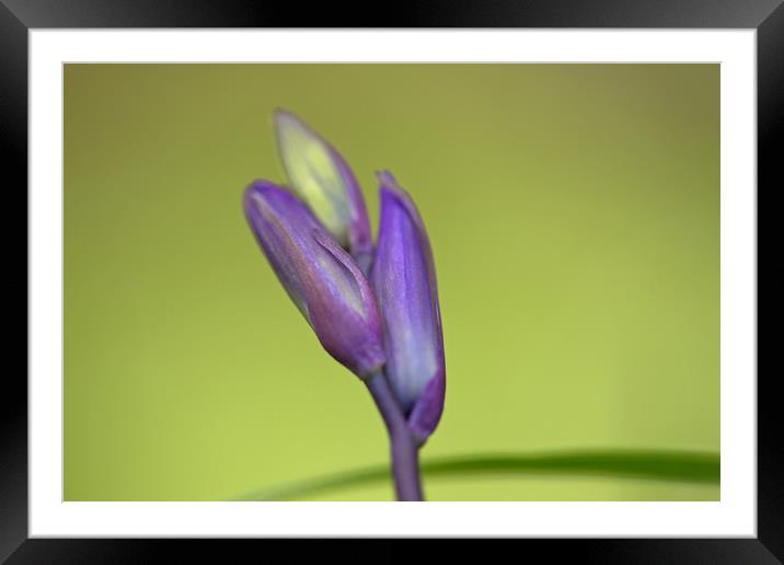 Coming in to bloom. Framed Mounted Print by Ian Taylor