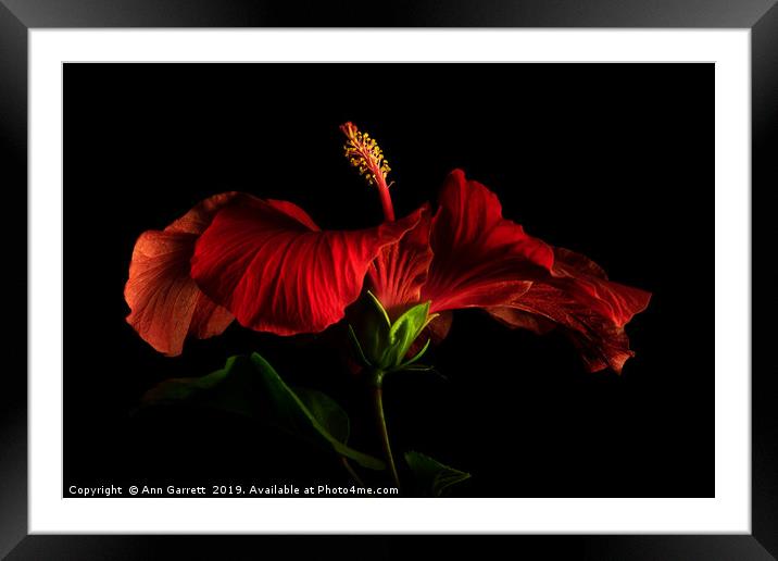 Red Hibiscus 2 Framed Mounted Print by Ann Garrett