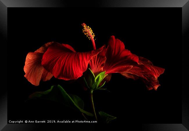 Red Hibiscus 2 Framed Print by Ann Garrett