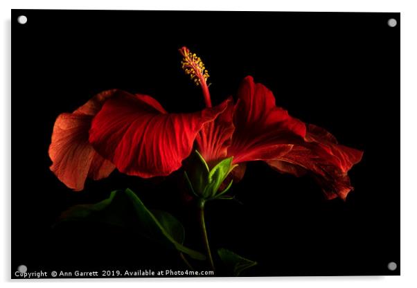 Red Hibiscus 2 Acrylic by Ann Garrett