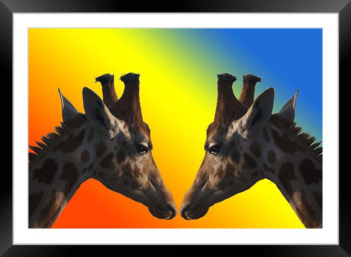 Giraffes Framed Mounted Print by Peter Elliott 