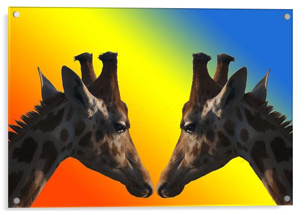 Giraffes Acrylic by Peter Elliott 
