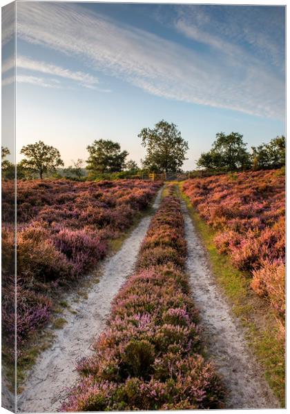 Roydon Common at Sunrise Canvas Print by Robbie Spencer