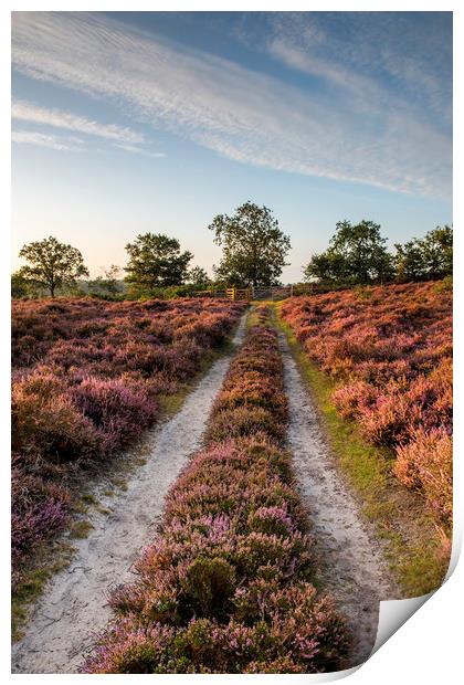 Roydon Common at Sunrise Print by Robbie Spencer