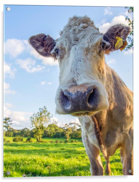 Pretty Cow Portrait Acrylic by Andy Heap