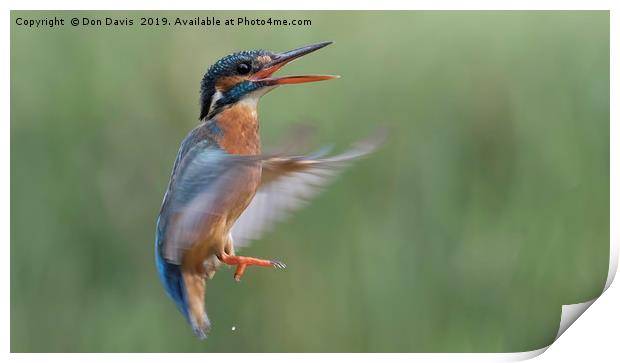 Hovering Print by Don Davis