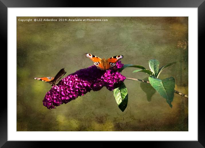 The Butterfly Bush Framed Mounted Print by LIZ Alderdice