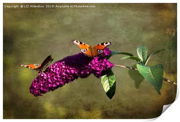 The Butterfly Bush Print by LIZ Alderdice