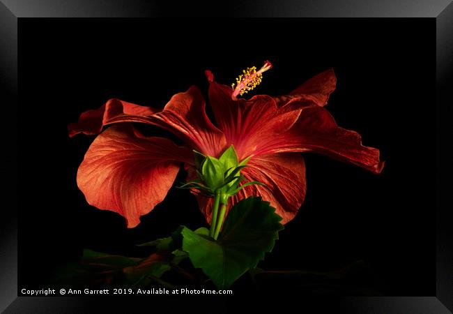 Red Hibiscus 3 Framed Print by Ann Garrett