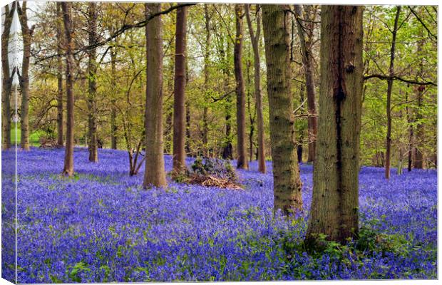 Bluebell Woods Greys Court Oxfordshire England Canvas Print by Andy Evans Photos