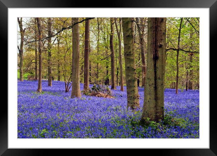 Bluebell Woods Greys Court Oxfordshire England Framed Mounted Print by Andy Evans Photos