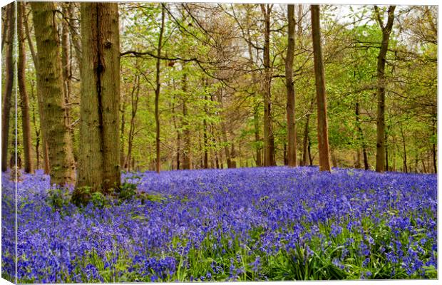 Bluebell Woods Greys Court Oxfordshire England Canvas Print by Andy Evans Photos