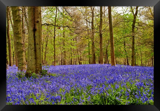 Bluebell Woods Greys Court Oxfordshire England Framed Print by Andy Evans Photos