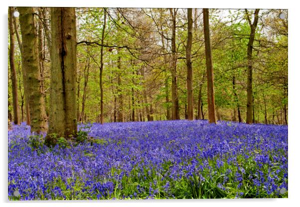 Bluebell Woods Greys Court Oxfordshire England Acrylic by Andy Evans Photos