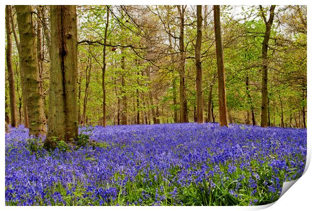 Bluebell Woods Greys Court Oxfordshire England Print by Andy Evans Photos