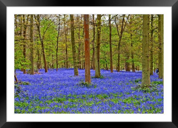 Bluebell Woods Greys Court Oxfordshire England Framed Mounted Print by Andy Evans Photos
