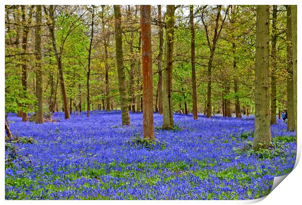 Bluebell Woods Greys Court Oxfordshire England Print by Andy Evans Photos
