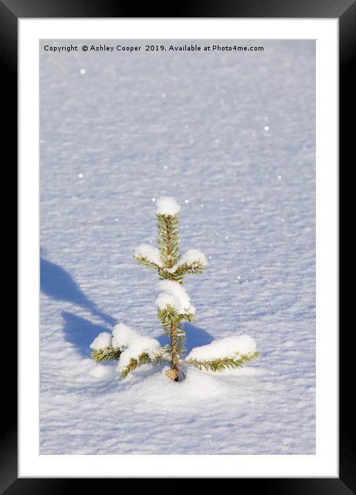 Christmas tree. Framed Mounted Print by Ashley Cooper