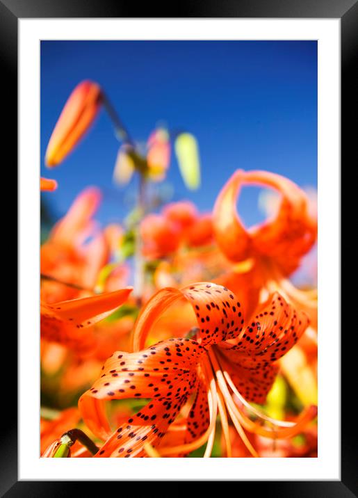 Orange lilly flowers Framed Mounted Print by Ashley Cooper