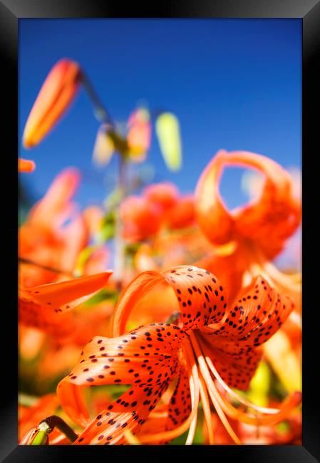 Orange lilly flowers Framed Print by Ashley Cooper