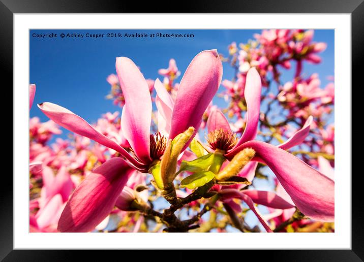 Pink Magnolia. Framed Mounted Print by Ashley Cooper