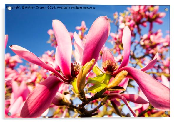 Pink Magnolia. Acrylic by Ashley Cooper