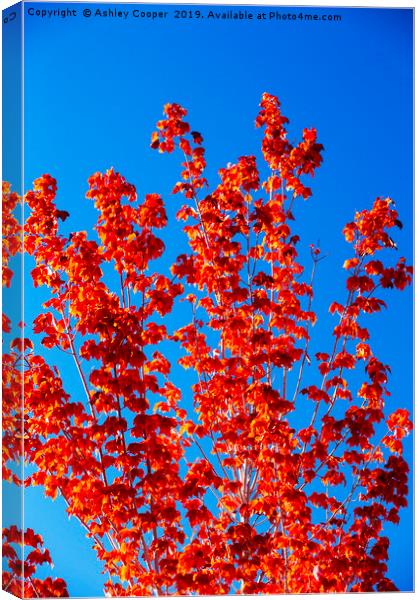 Fall colours in Lee Vining, Mono Lake California,  Canvas Print by Ashley Cooper