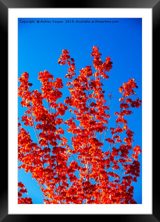 Fall colours in Lee Vining, Mono Lake California,  Framed Mounted Print by Ashley Cooper